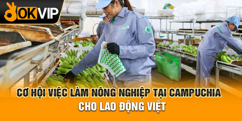 Cơ hội việc làm nông nghiệp tại Campuchia cho lao động Việt